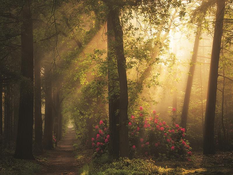 Fairytale Lane By Martin Podt Photography (Framed) - Green
