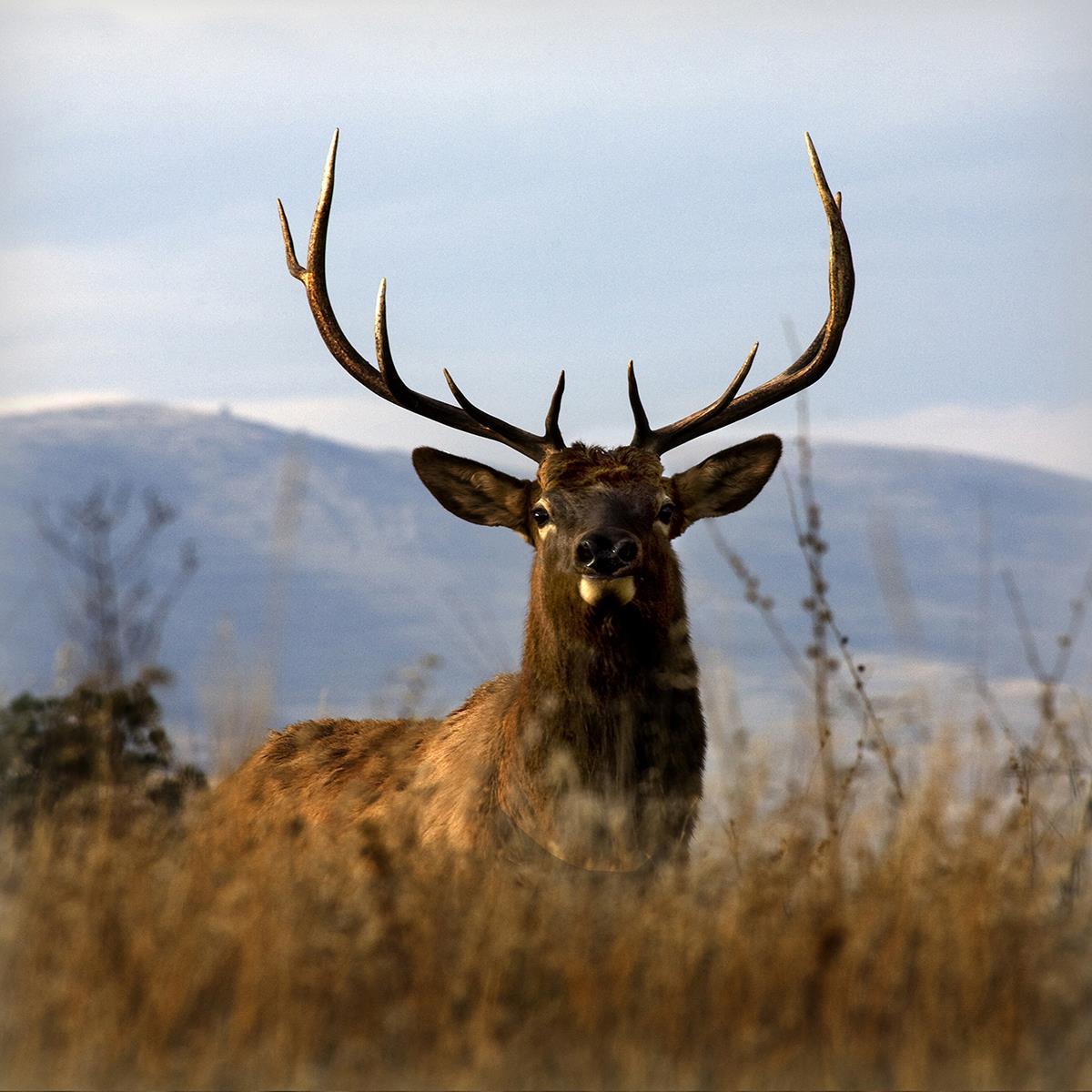 Big Elk Charlo By Danita Delimont (Framed) (Small) - Light Blue