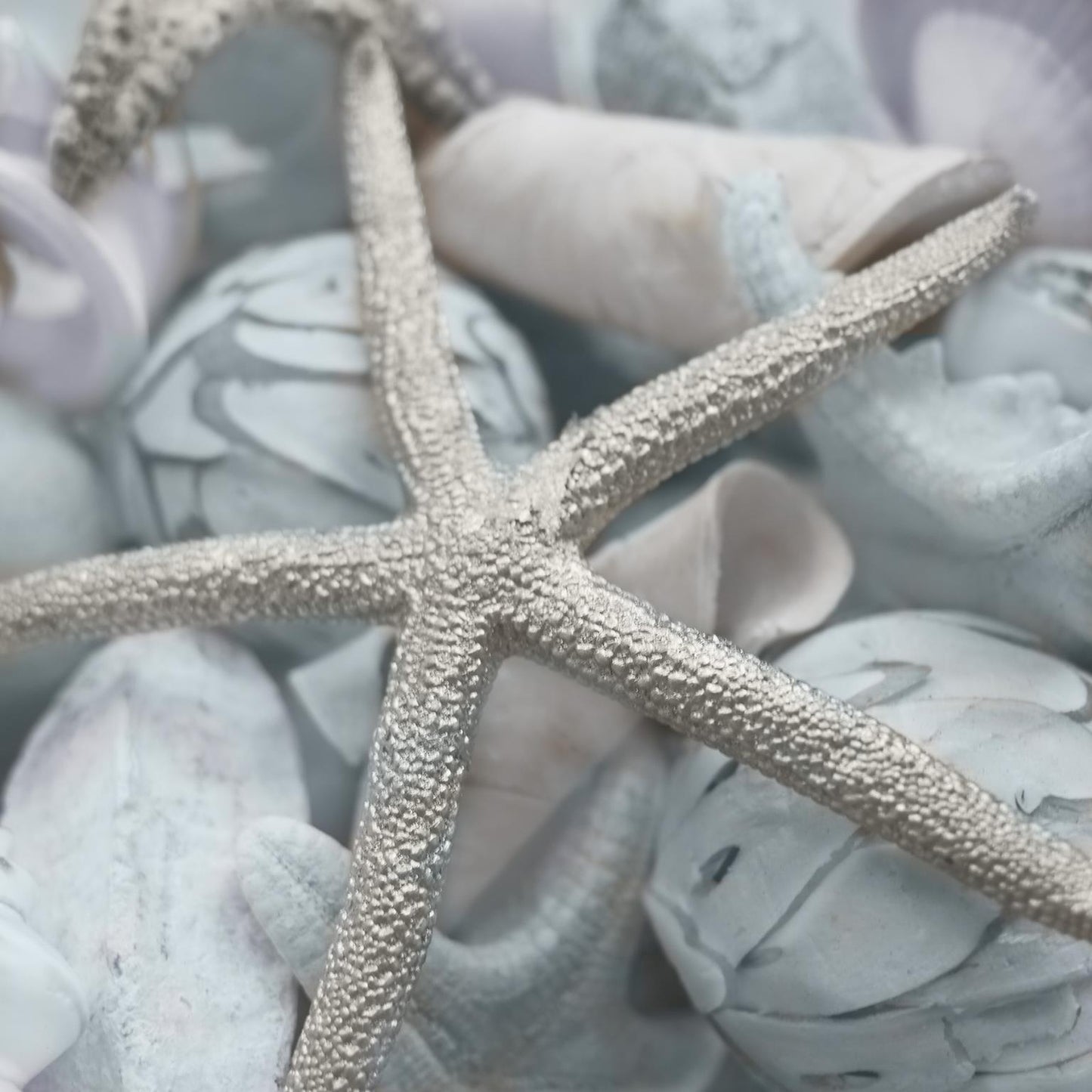 Seashells In Blue I By Susan Bryant - Light Blue