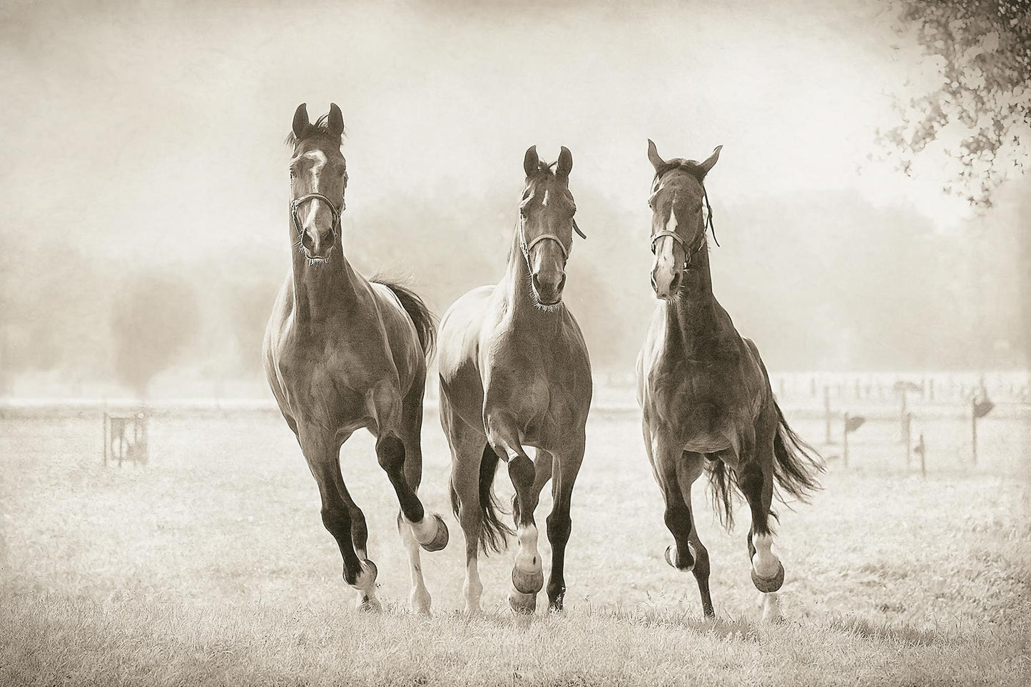 Framed - The Young Ones By Lars Van De Goor - Gray