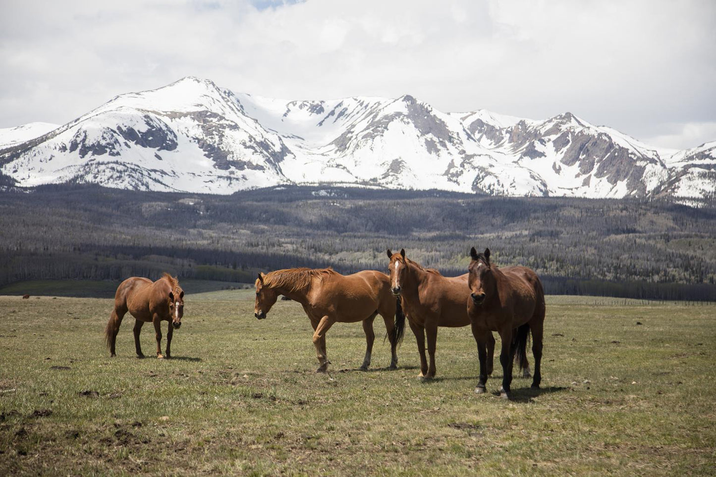 Horse Perspective By Piddix (Small) - Green