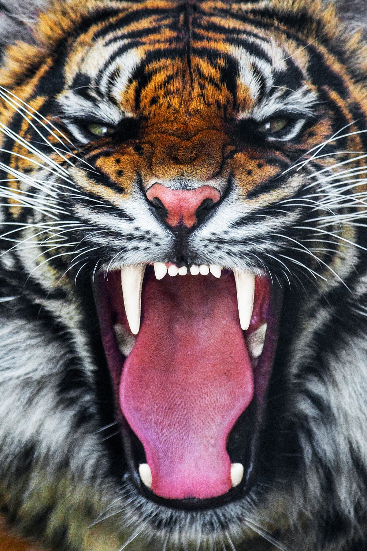 Framed - Angry Tiger - Dark Gray