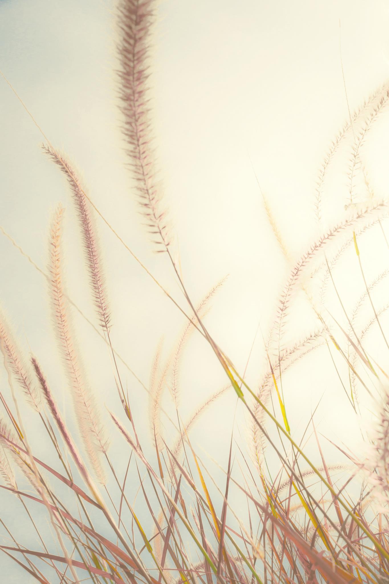Beach Grass By Bill Carson Photography (Framed Small) - Beige