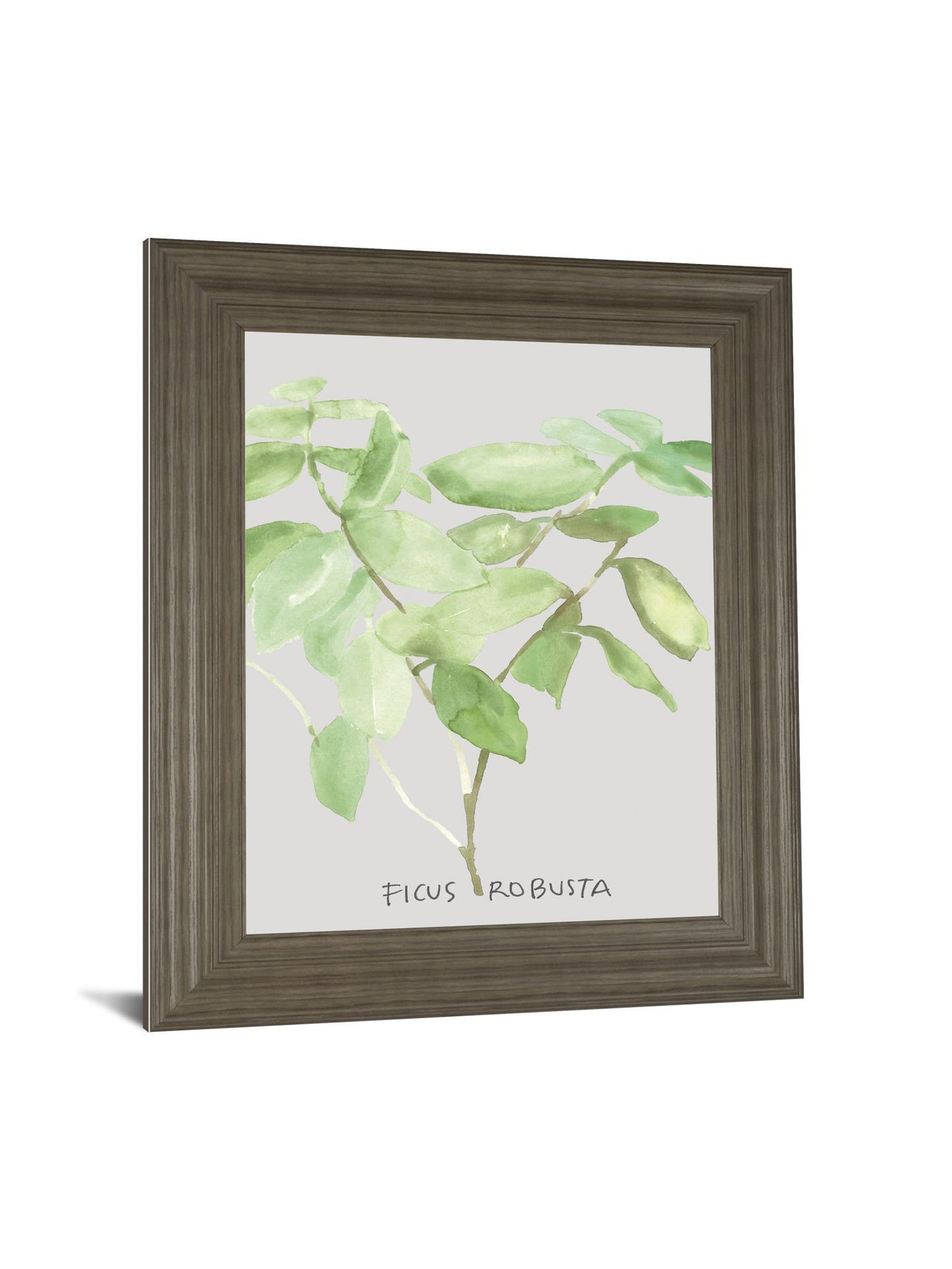 Ficus Robusta By Katrien Soeffers - Framed Print Wall Art - Green