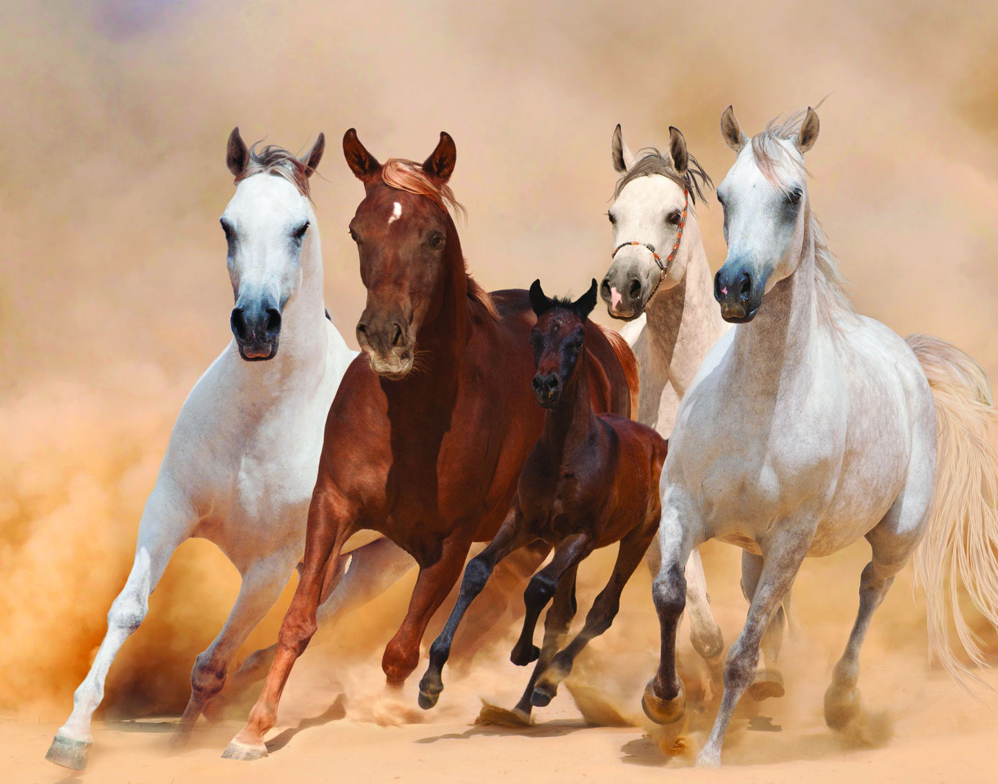 Framed - Four Horses - Light Brown