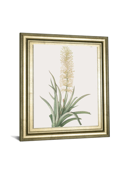 Sansevieria Zeylancia By Pierre Joseph Redoute - Framed Print Wall Art - Green