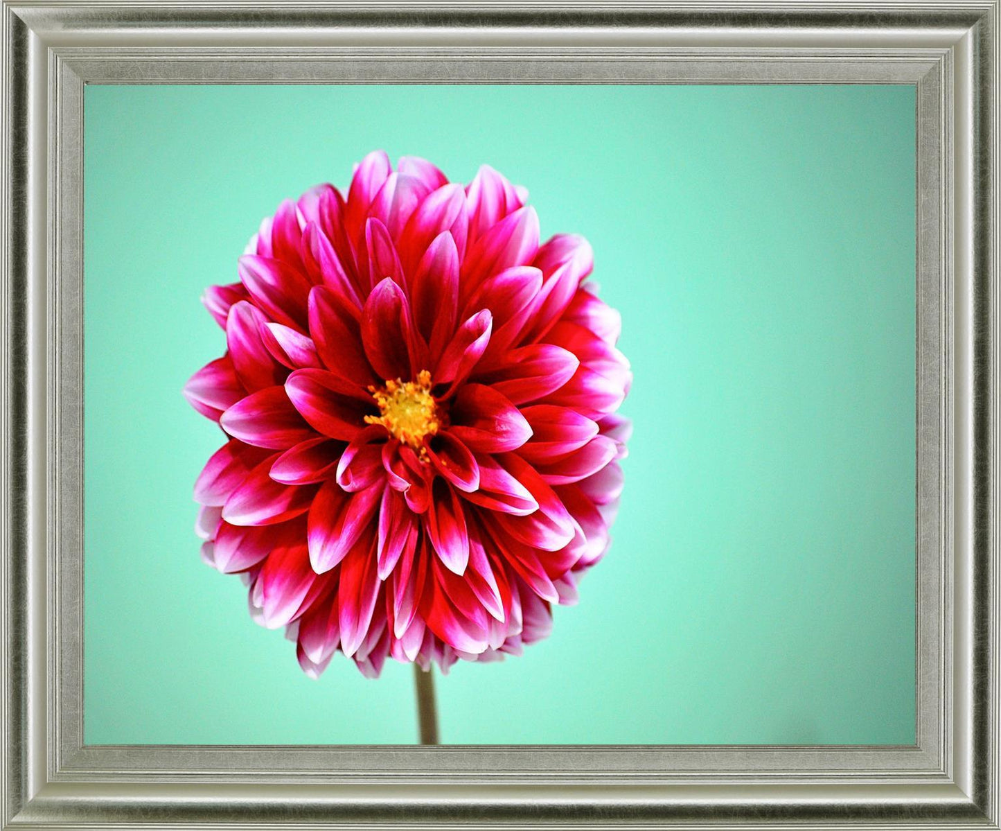 Crimson Radiance - 28" x 34" Framed Wall Art - Pink