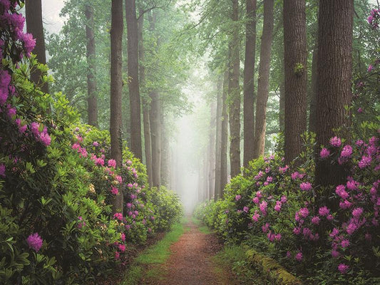 Pop Of Pink By Martin Podt Photography (Framed Small) - Green