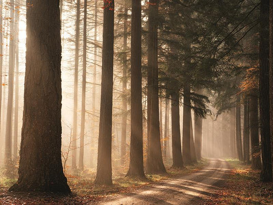 Morning Sunbeam By Martin Podt Photography (Framed Small) - Light Brown
