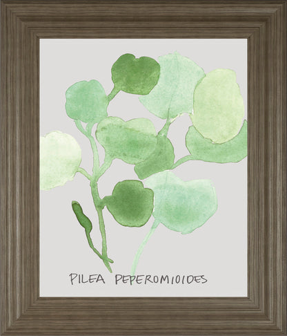 Pilea Peperomioides By Katrien Soeffers - Framed Print Wall Art - Green