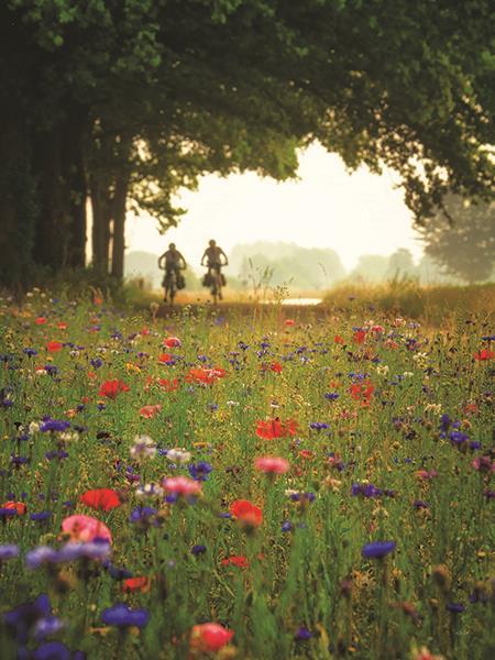 Bike Ride Among The Wildflowers By Martin Podt Photography - Green