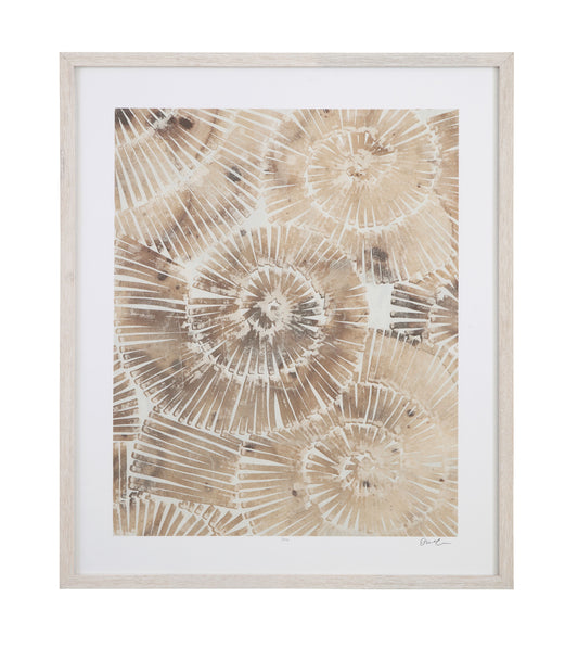 Fossil Nautilus - II Framed Print - Brown