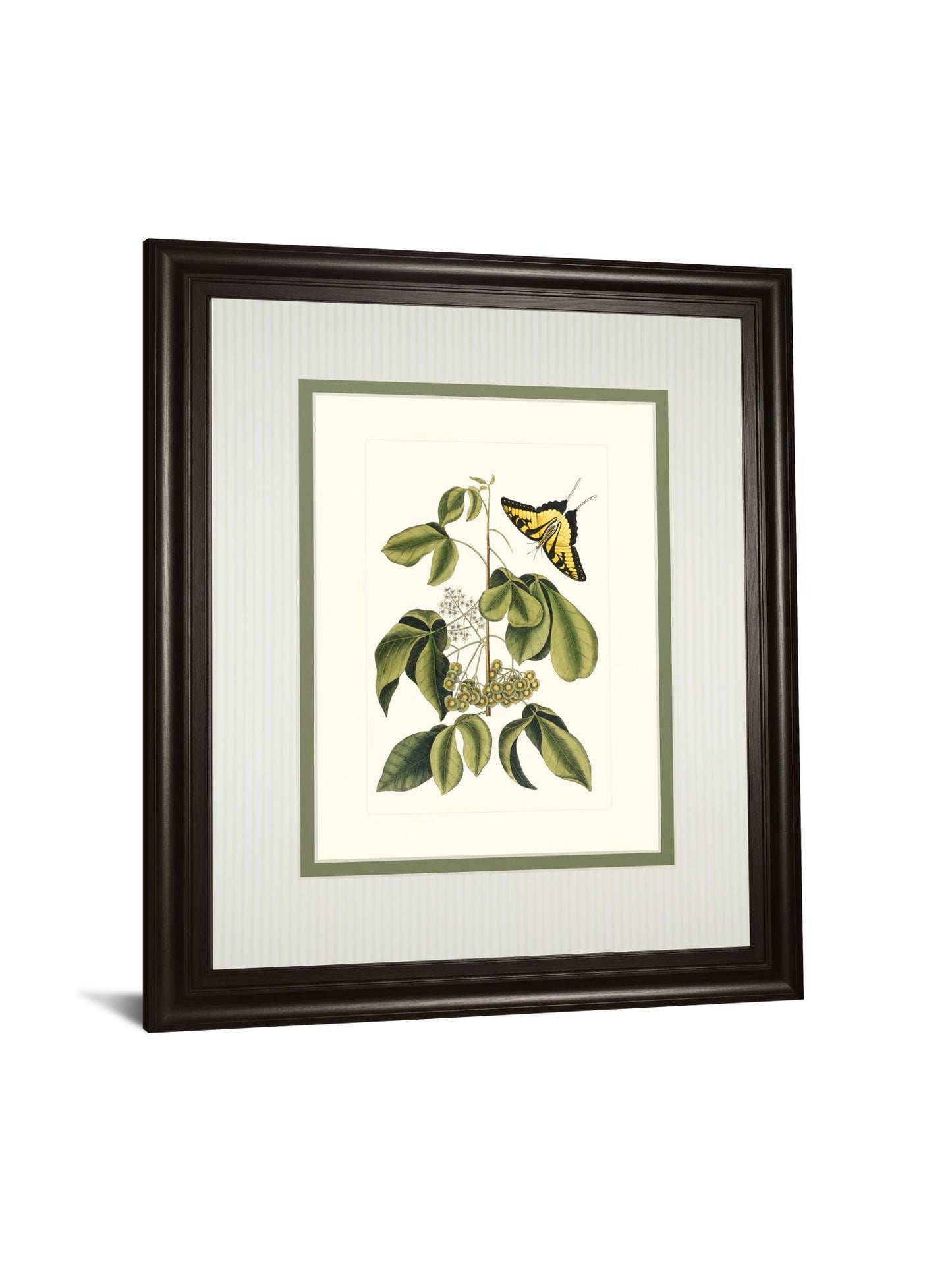 Papilio Antilochus By Marc Catesby - Framed Print Wall Art - Green