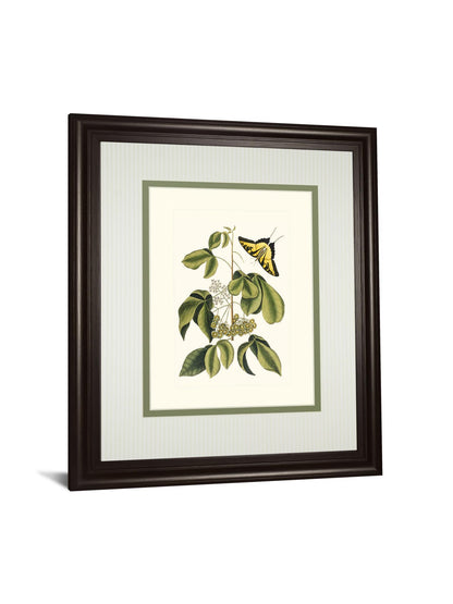 Papilio Antilochus By Marc Catesby - Framed Print Wall Art - Green