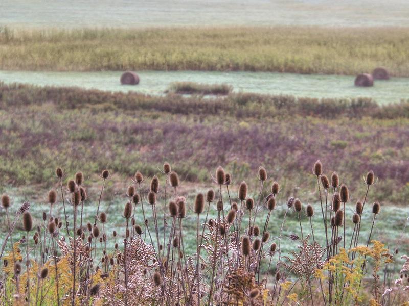 Roadside Beauty By Lori Deiter (Small) - Purple
