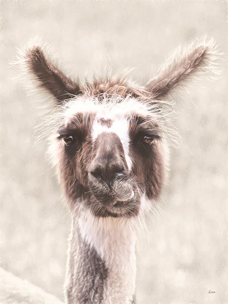 Quizzical Alpaca By Lori Deiter (Framed Small) - Pearl Silver