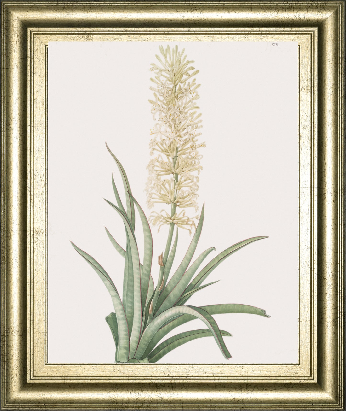 Sansevieria Zeylancia By Pierre Joseph Redoute - Framed Print Wall Art - Green