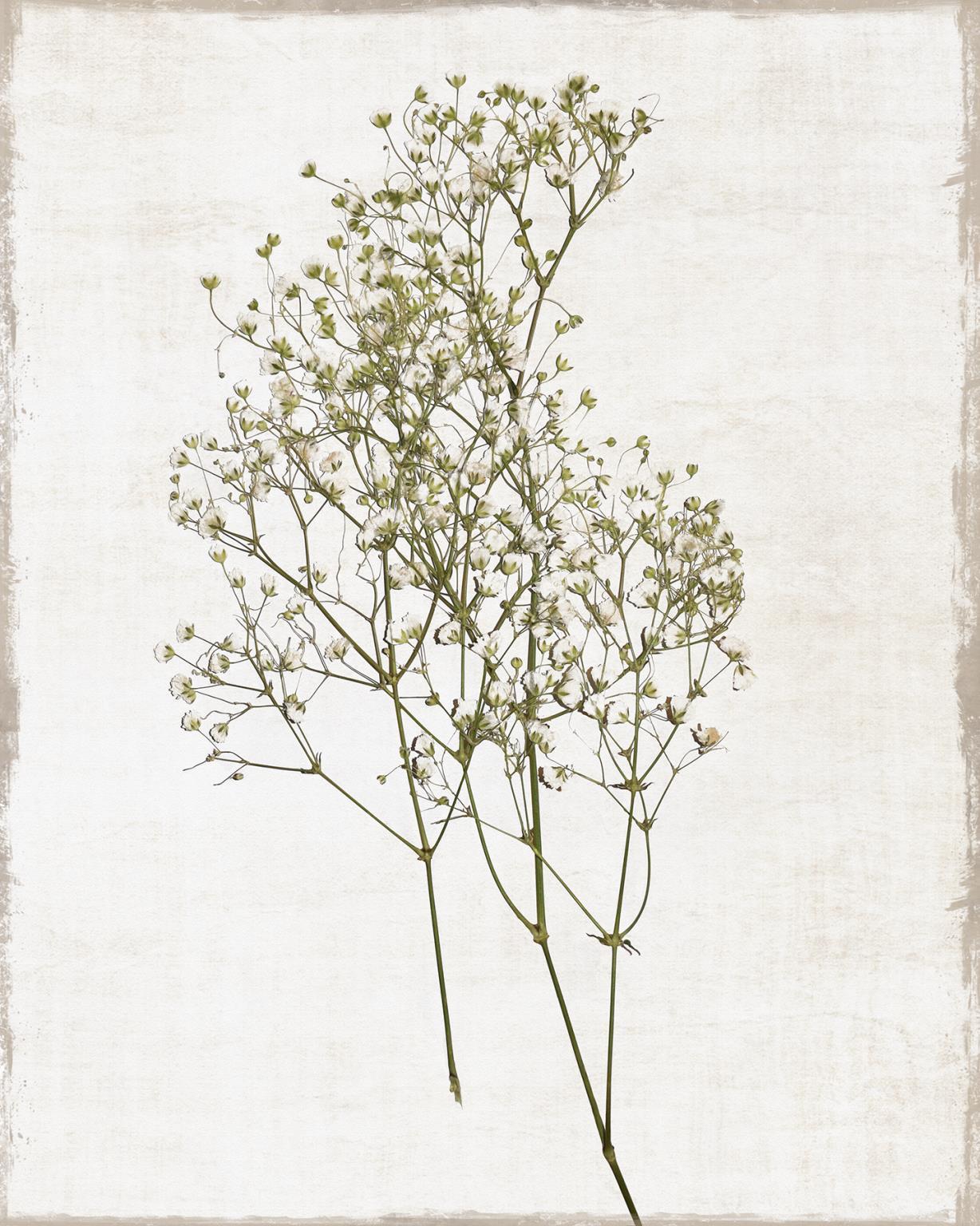 Small - Farmhouse Pressed Flower I By Natalie Carpentieri - Beige